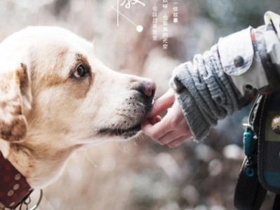 《今生，请多指教》： 国产高分宠物人文纪录片，豆瓣 9.0+，真实记录人与动物的温暖羁绊，治愈又好哭。